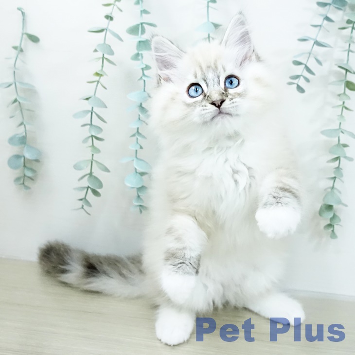 ラグドールの写真2