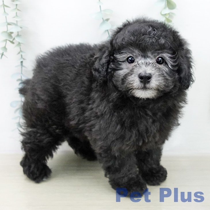 トイ・プードル