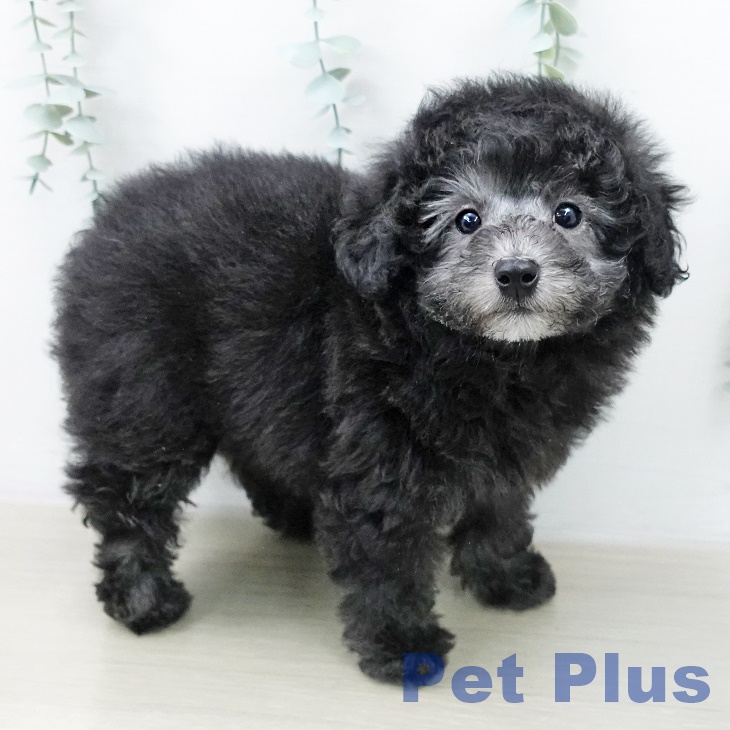 トイ・プードルの写真2