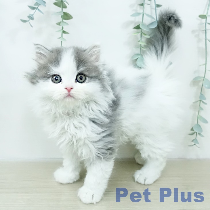 スコティッシュフォールド