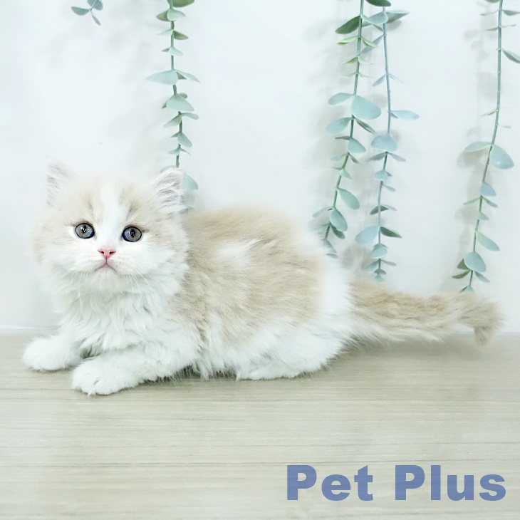 スコティッシュフォールド