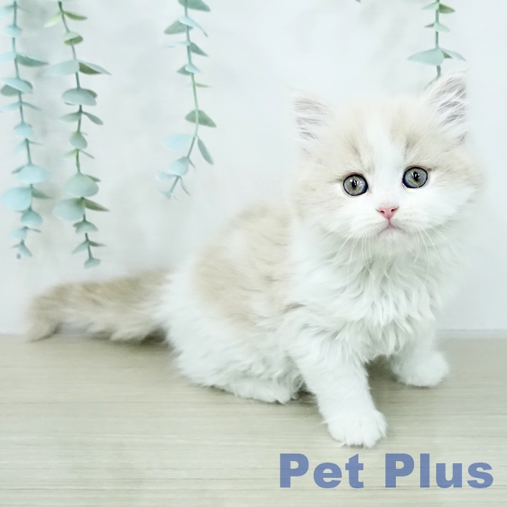 スコティッシュフォールド