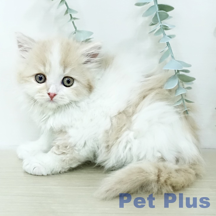 スコティッシュフォールドの写真2