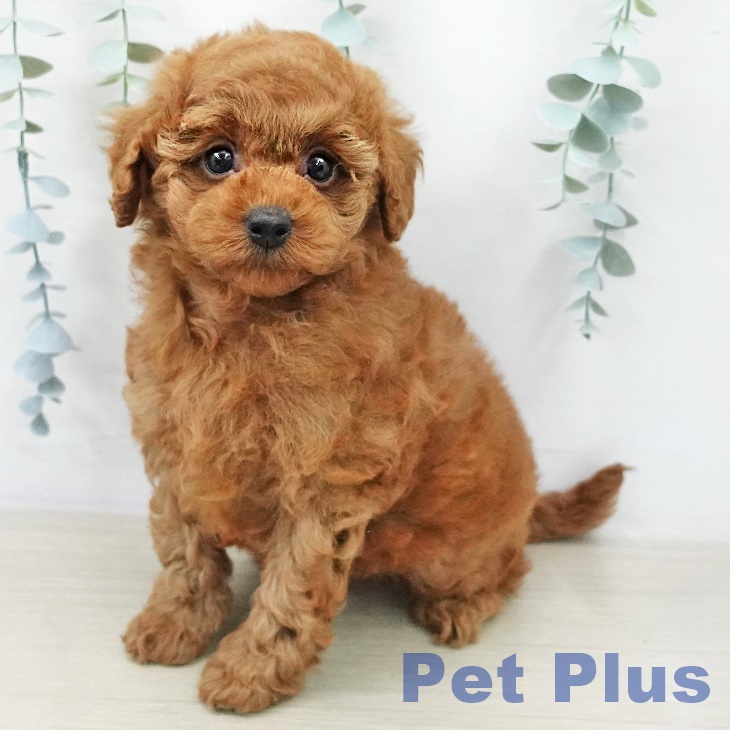 トイ・プードル