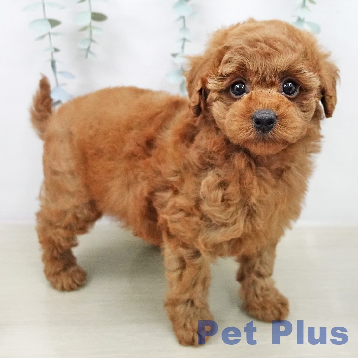 トイ・プードル