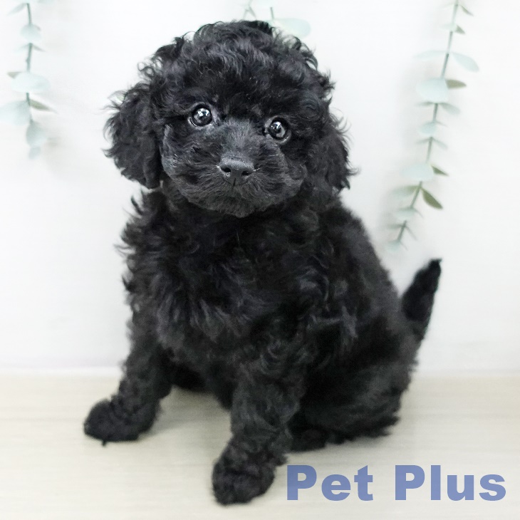 トイ・プードル