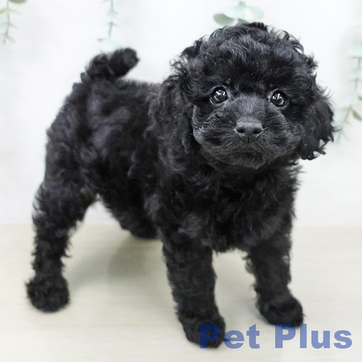 トイ・プードル