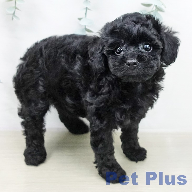 トイ・プードル