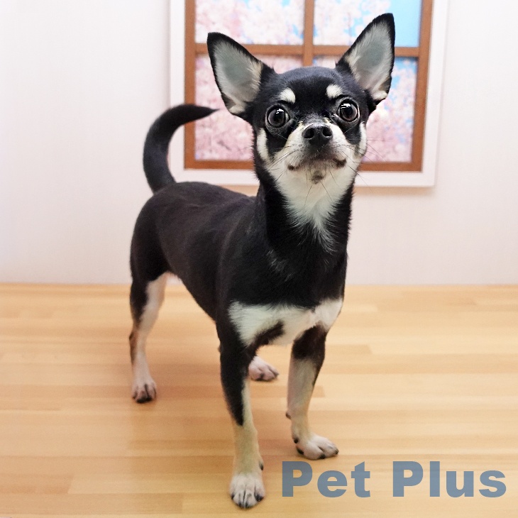 チワワ