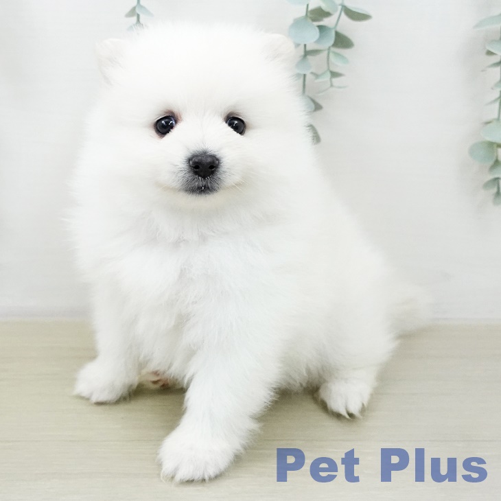 ポメラニアンの写真2