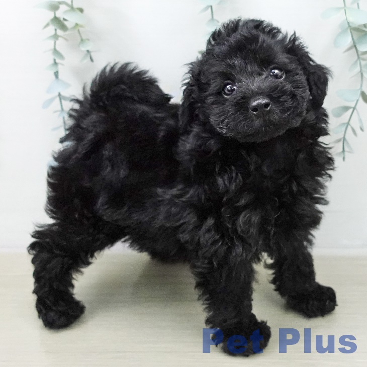 トイ・プードル