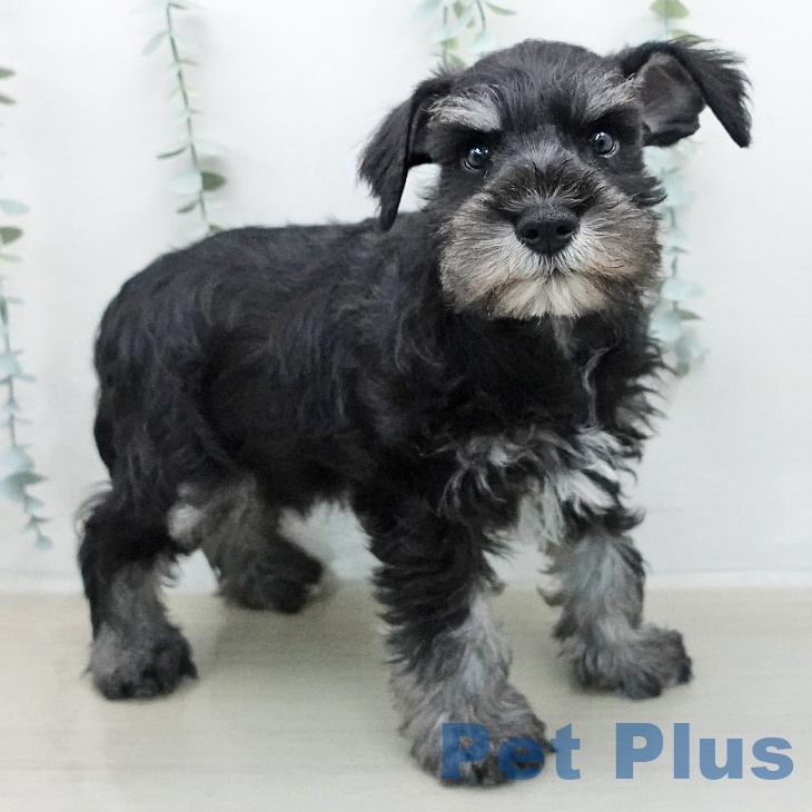 ミニチュア・シュナウザー