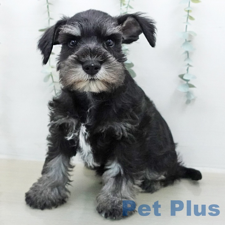 ミニチュア・シュナウザーの写真2