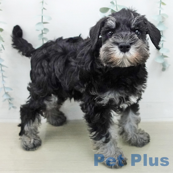 ミニチュア・シュナウザー