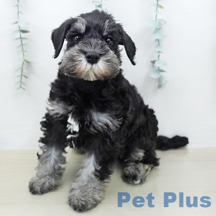 ミニチュア・シュナウザー