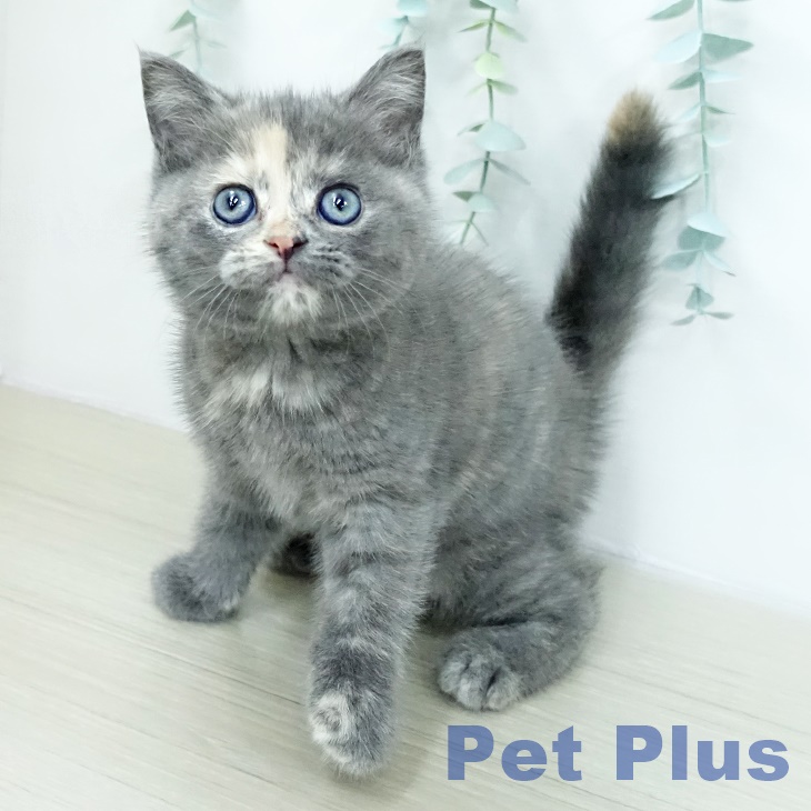 スコティッシュフォールド