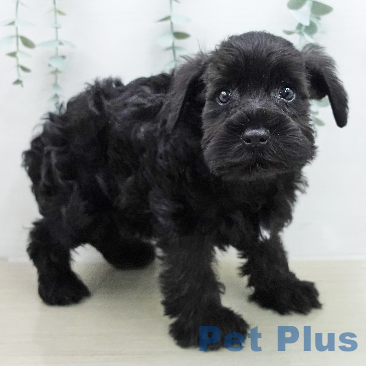 ミニチュア・シュナウザーの写真2