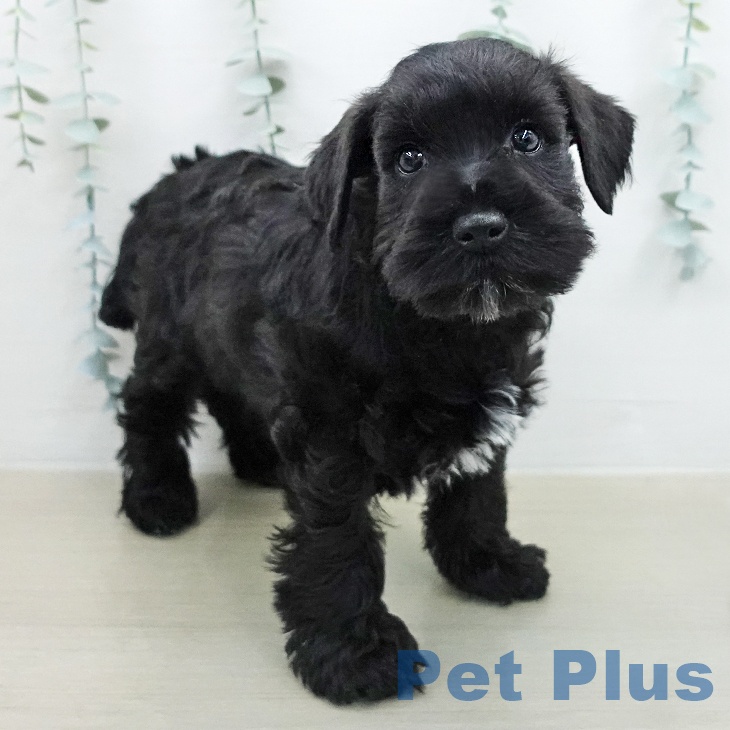 ミニチュア・シュナウザー