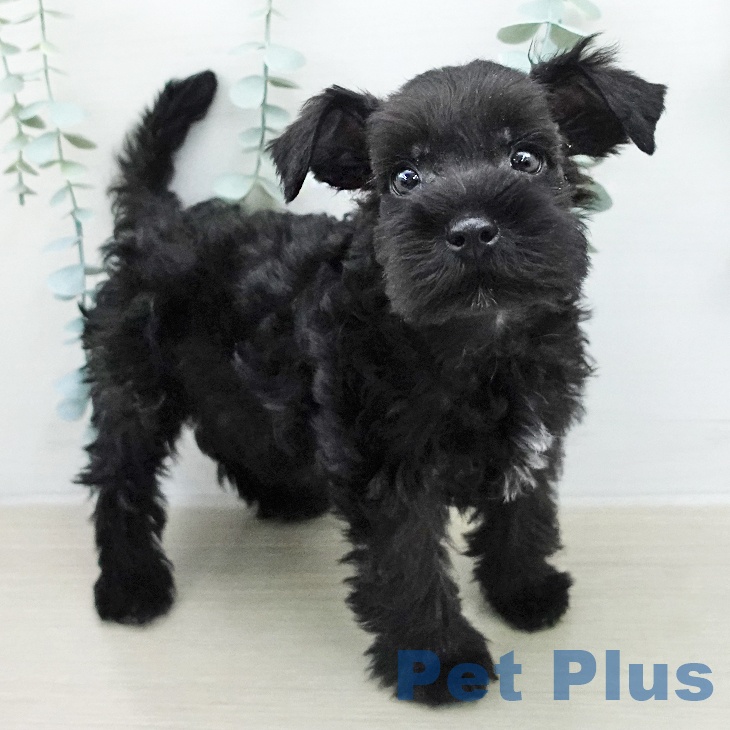 ミニチュア・シュナウザー