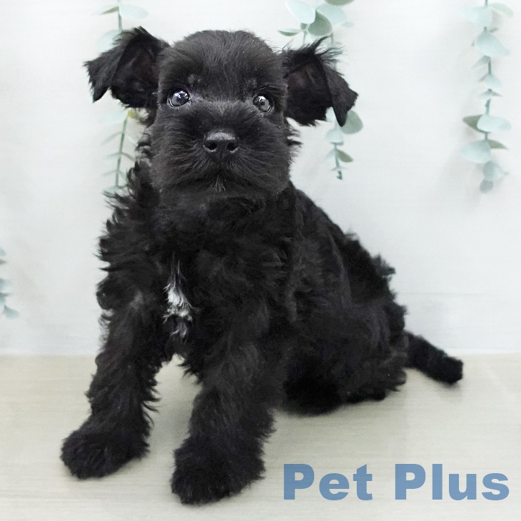 ミニチュア・シュナウザー