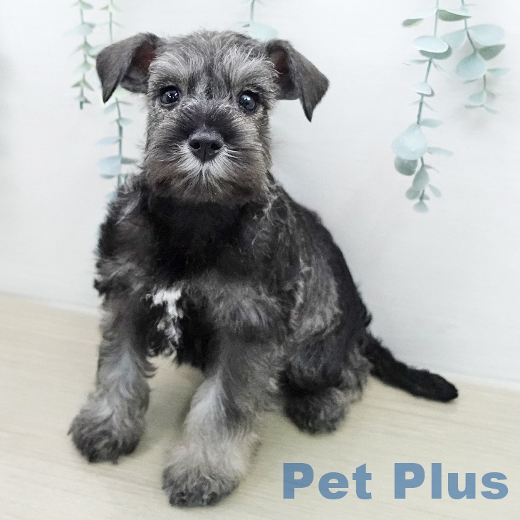 ミニチュア・シュナウザー