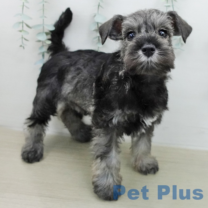 ミニチュア・シュナウザーの写真2