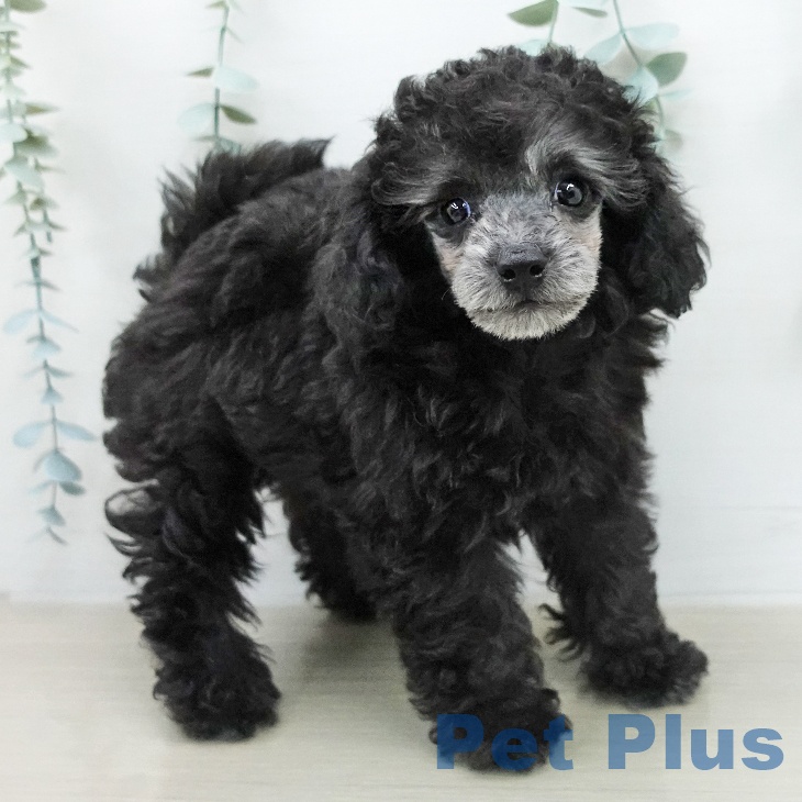 トイ・プードルの写真2