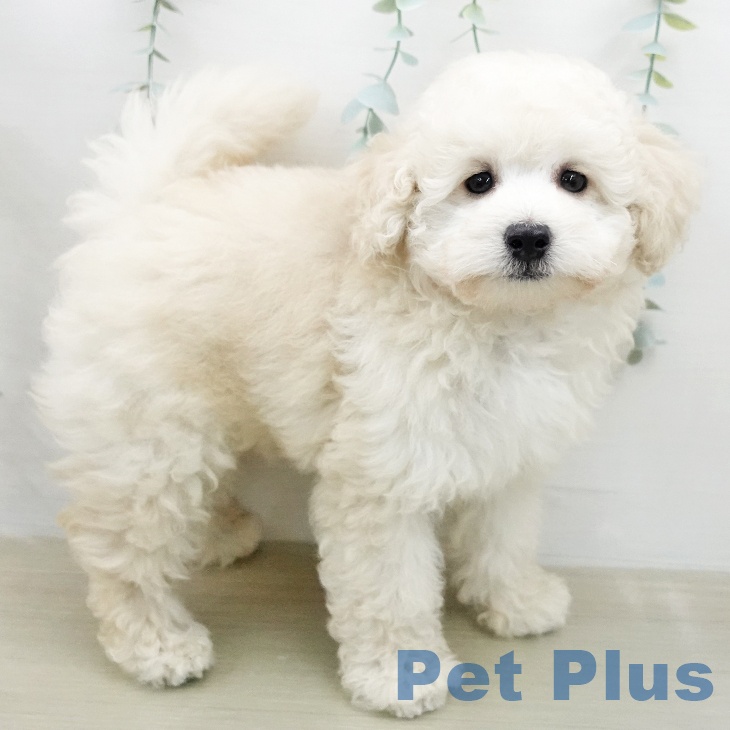 トイ・プードル