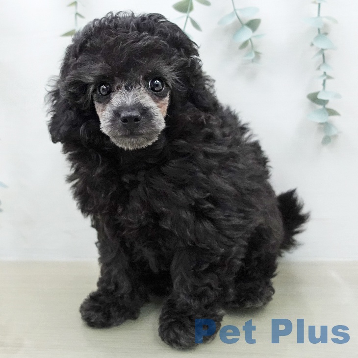 トイ・プードル