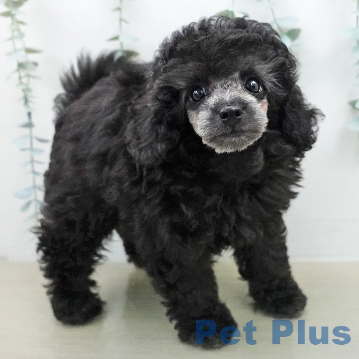 トイ・プードル