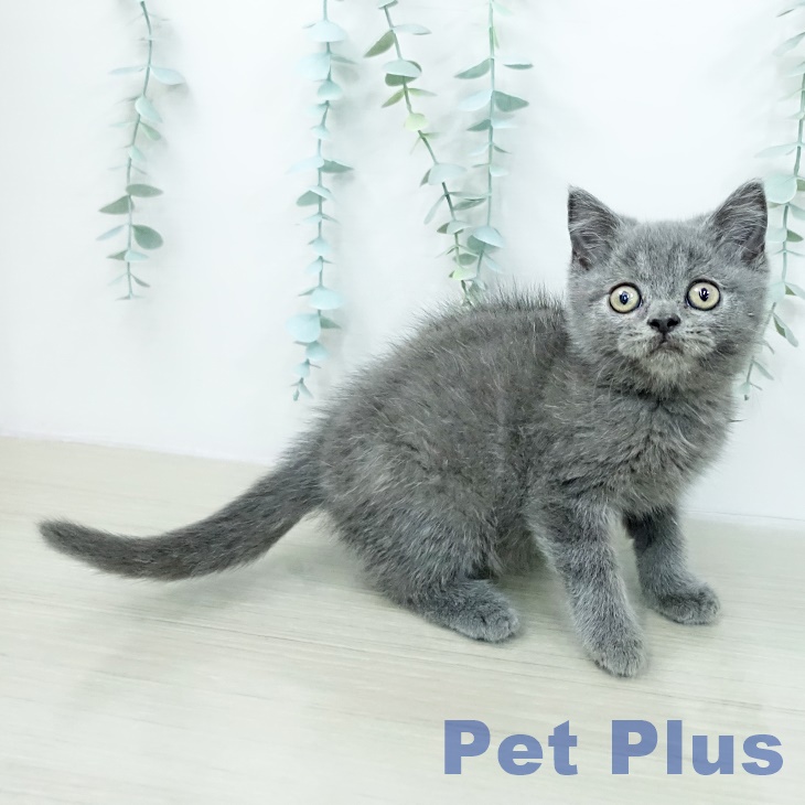 ブリティッシュショートヘア