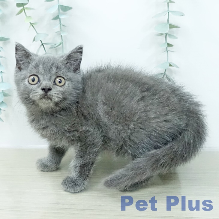 ブリティッシュショートヘアの写真2