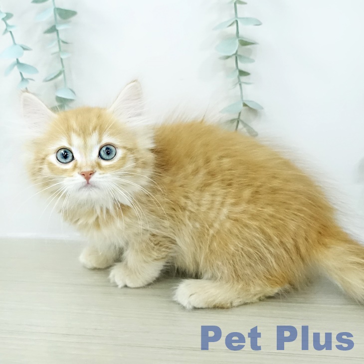 サイベリアンの写真2