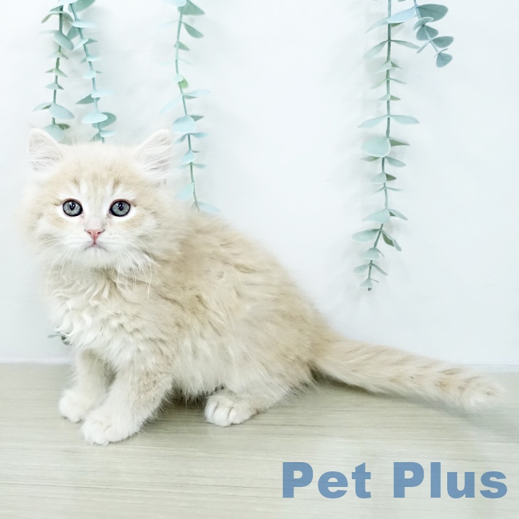 サイベリアンの写真2