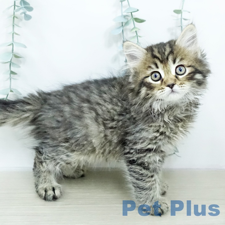 サイベリアンの写真2