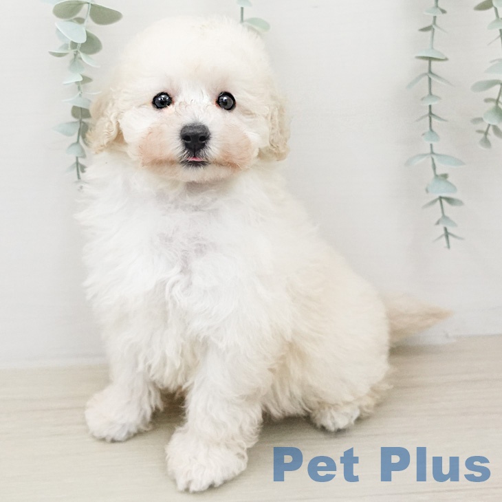 トイ・プードル