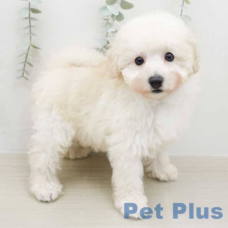 トイ・プードルの写真2