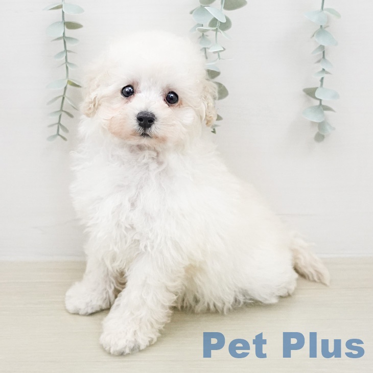 トイ・プードル