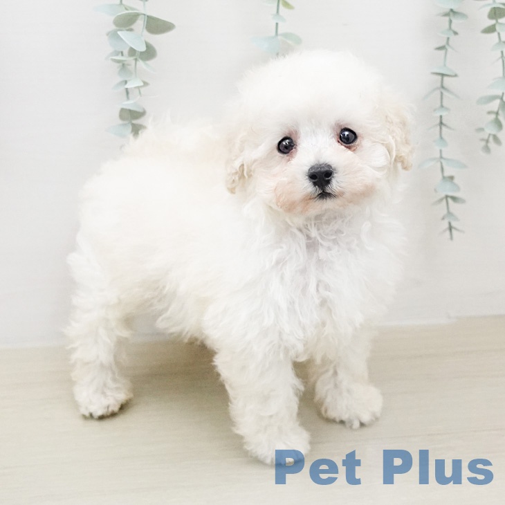 トイ・プードルの写真2