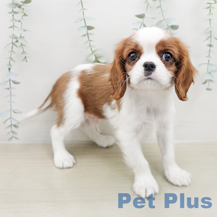 キャバリア・キングチャールズ・スパニエル