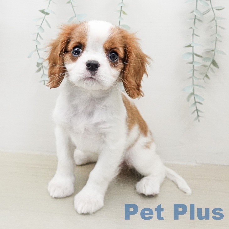 キャバリア・キングチャールズ・スパニエル