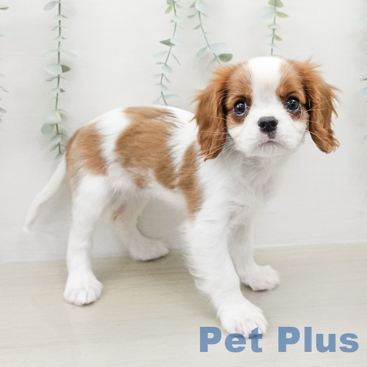 キャバリア・キングチャールズ・スパニエルの写真2