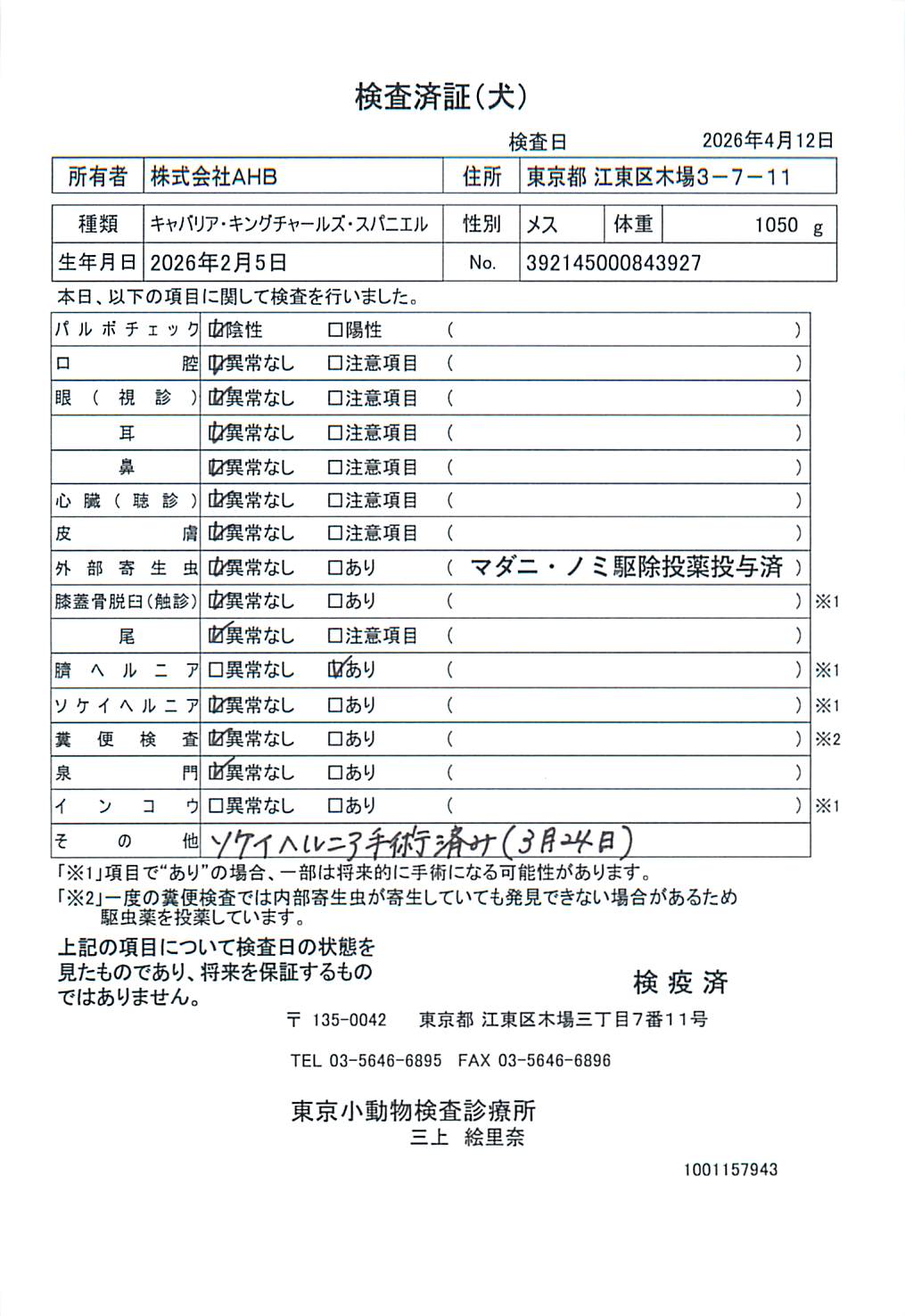 キャバリア・キングチャールズ・スパニエル