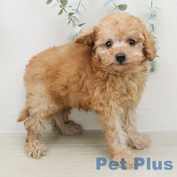 トイ・プードル