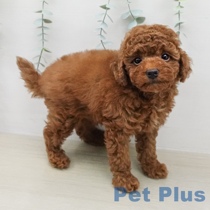 トイ・プードルの写真2