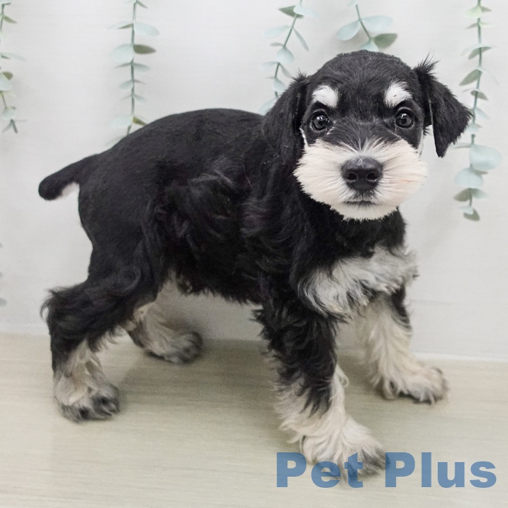 ミニチュア・シュナウザー