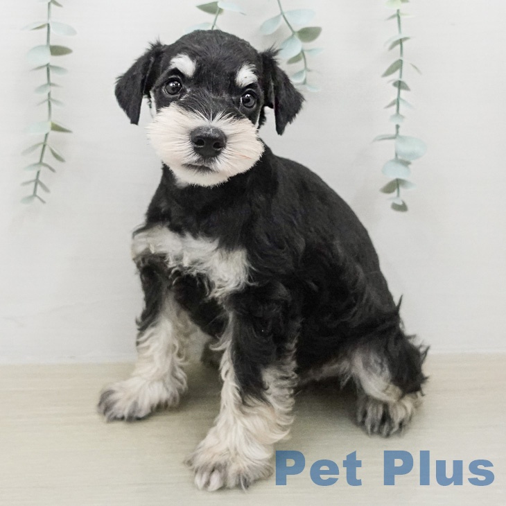 ミニチュア・シュナウザーの写真2