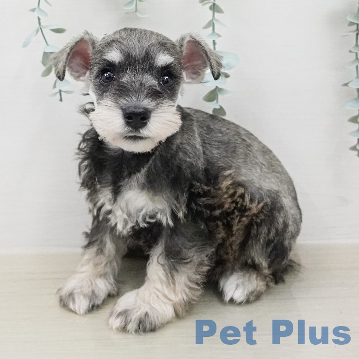 ミニチュア・シュナウザー