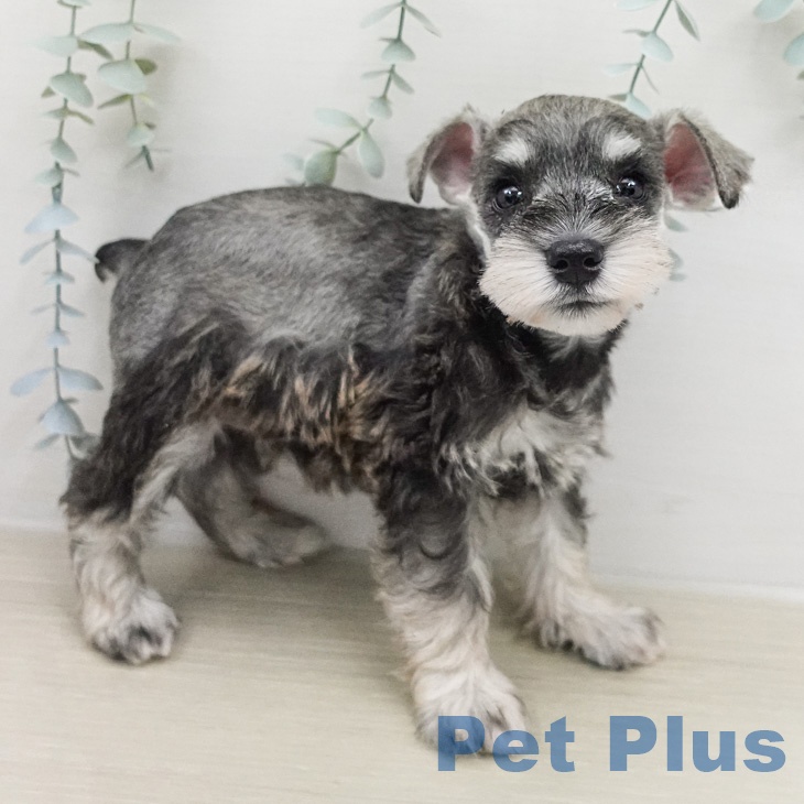 ミニチュア・シュナウザーの写真2