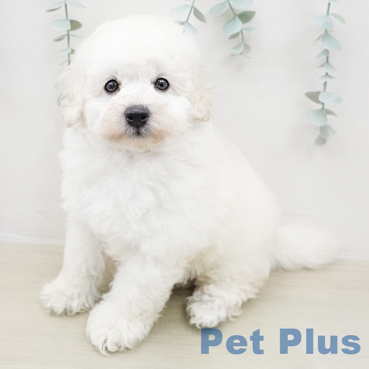 トイ・プードル